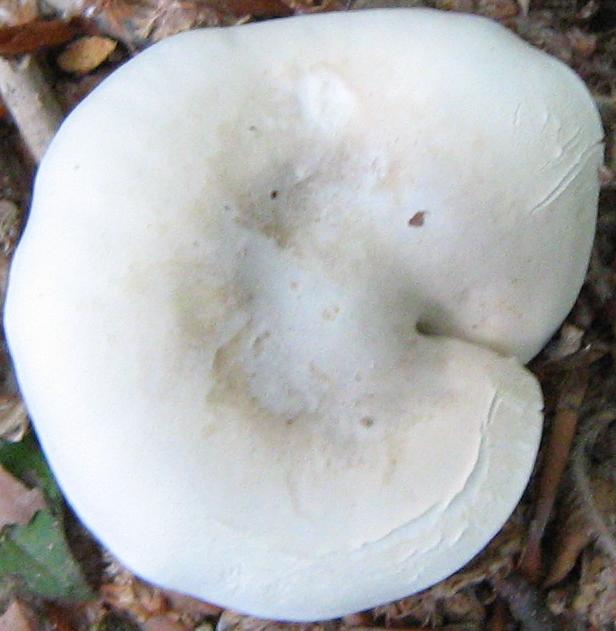 Escursione a Limestre e funghi da identificare